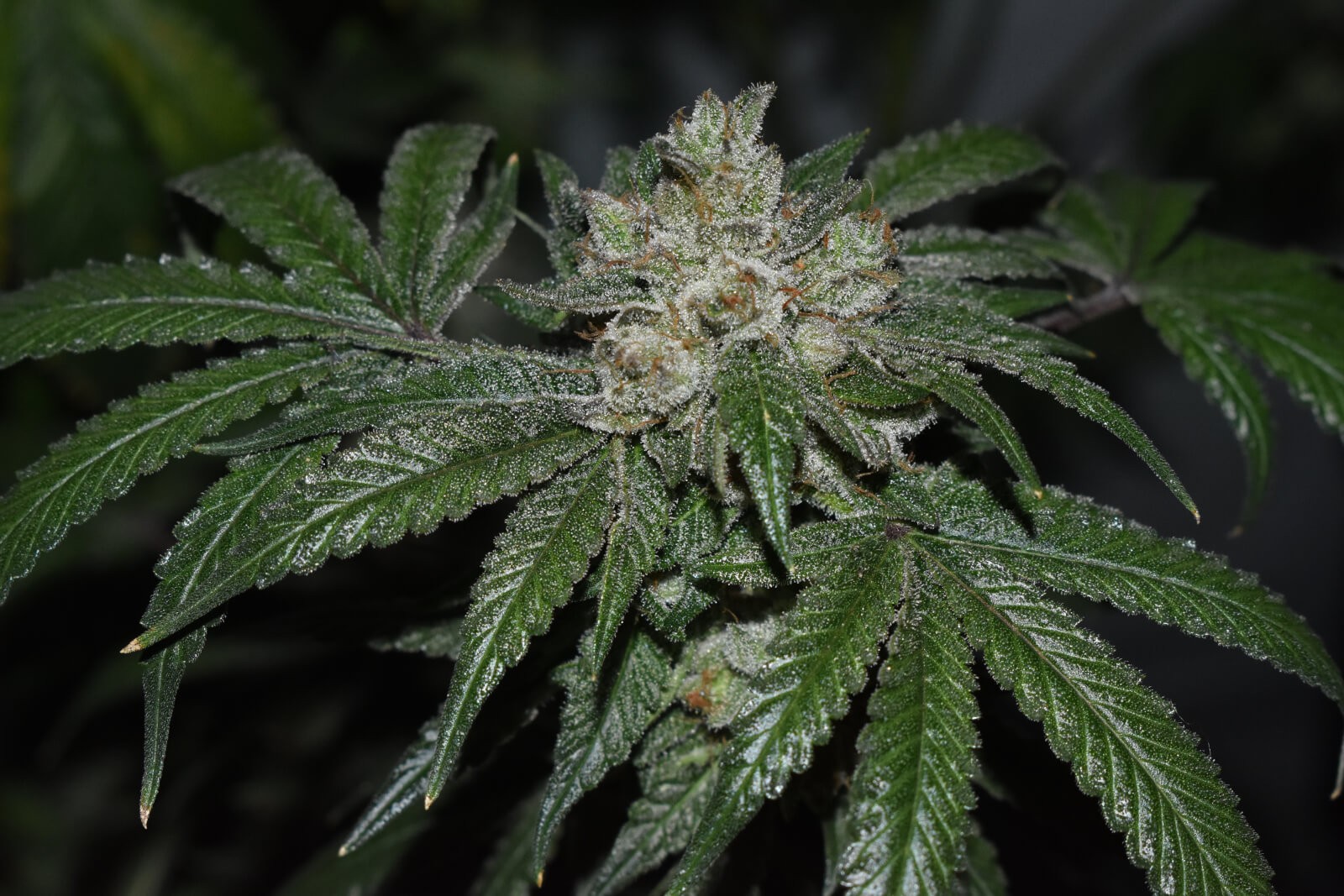 Old Red Sour Feminized by Old School Genetics