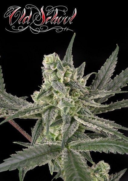 Old School Feminized by Ripper Seeds