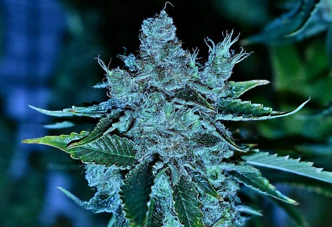 Old Widow 90'S Feminized by Old School Genetics