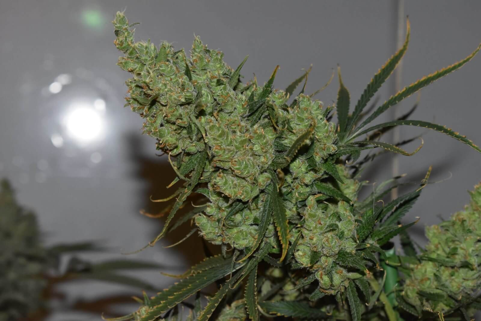 Oldman's Silver Haze 98 Feminized by Old School Genetics