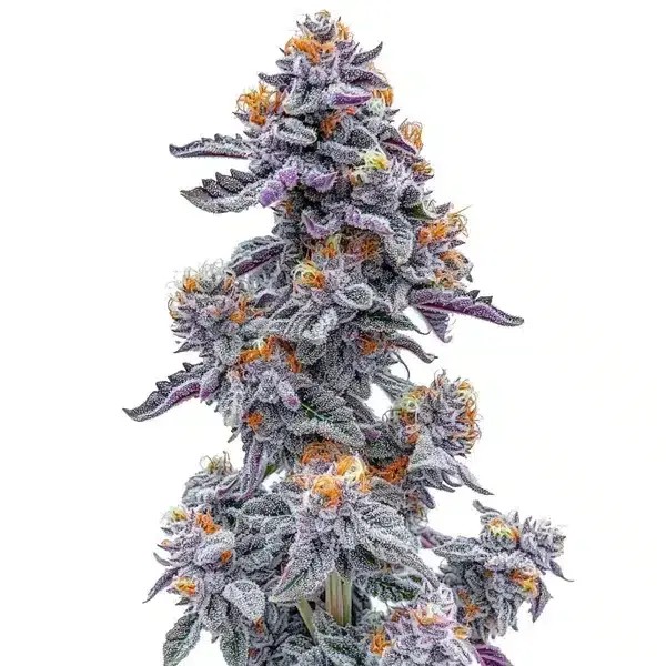 Ooze Feminized by Blimburn Seeds