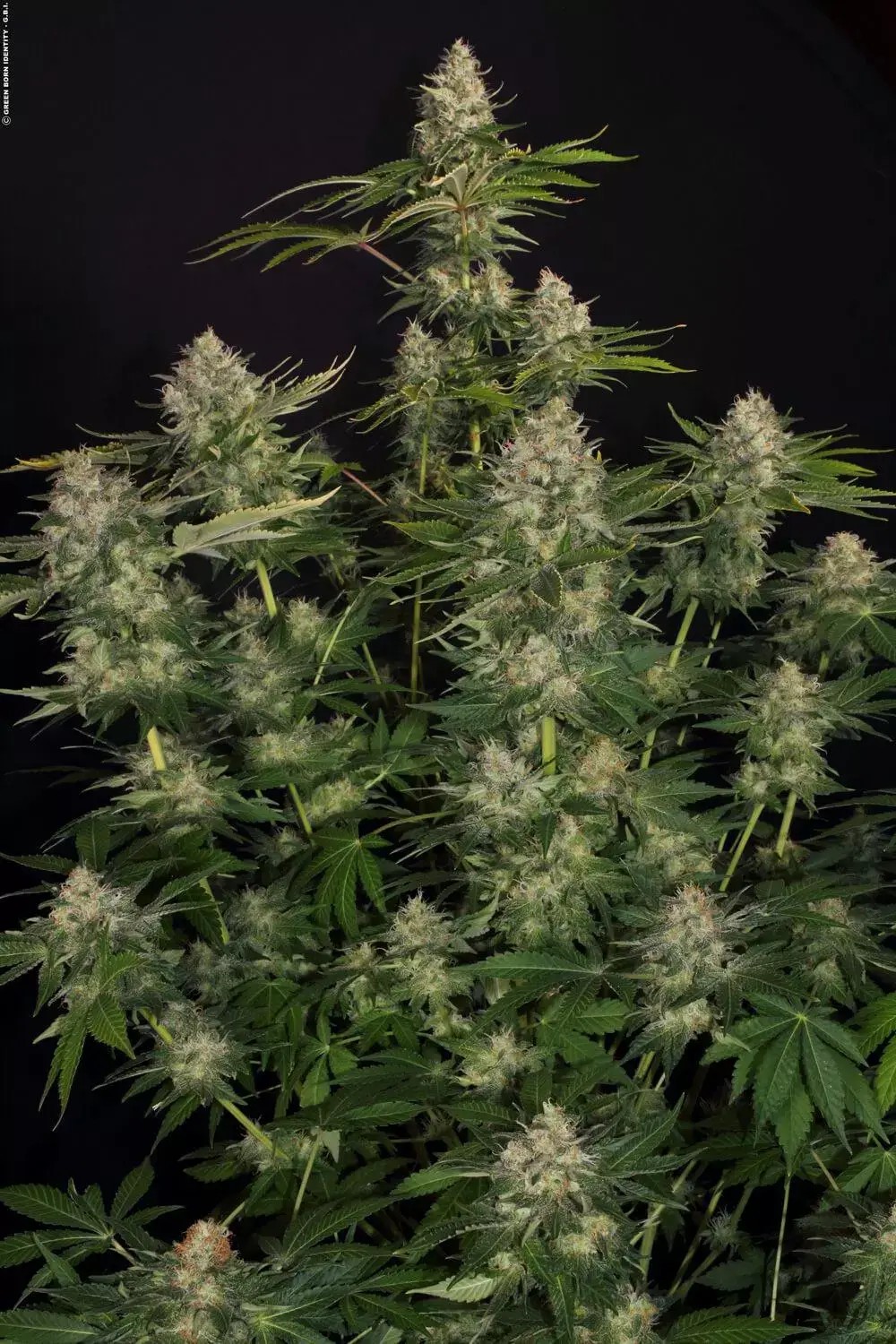 Opium Feminized by Paradise Seeds