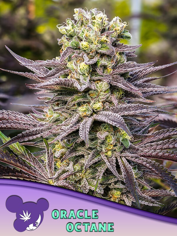 Oracle Octane Feminized by Anesia Seeds