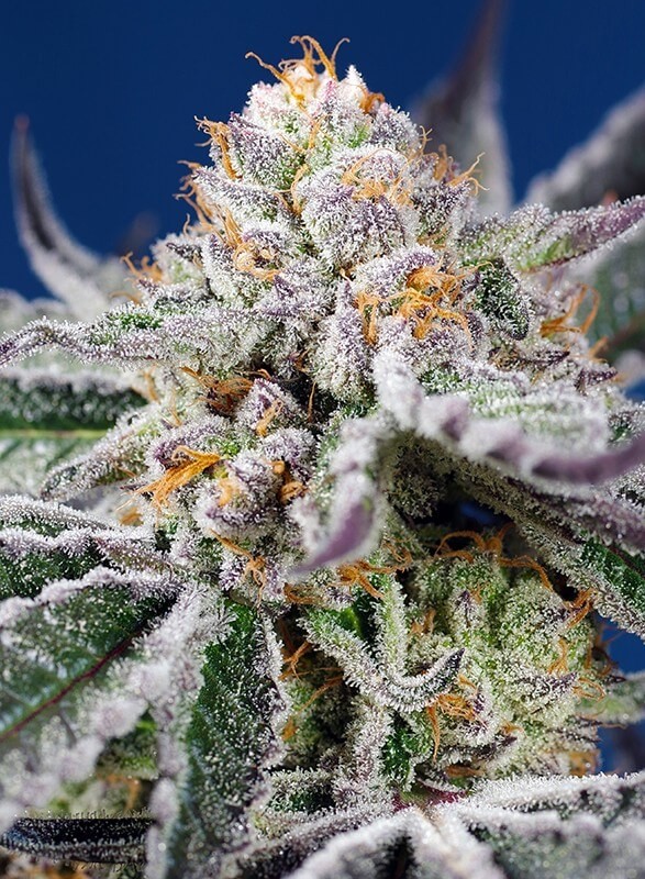 Orange Apricot Glue XL Auto Autoflower by Sweet Seeds