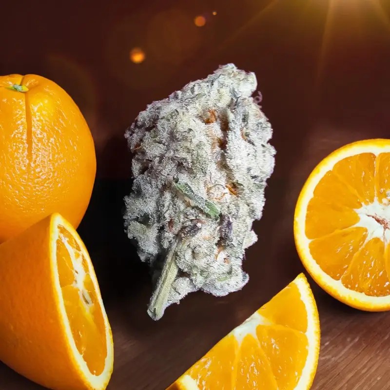 Orange Bud 2.0 Feminized by Dutch Passion