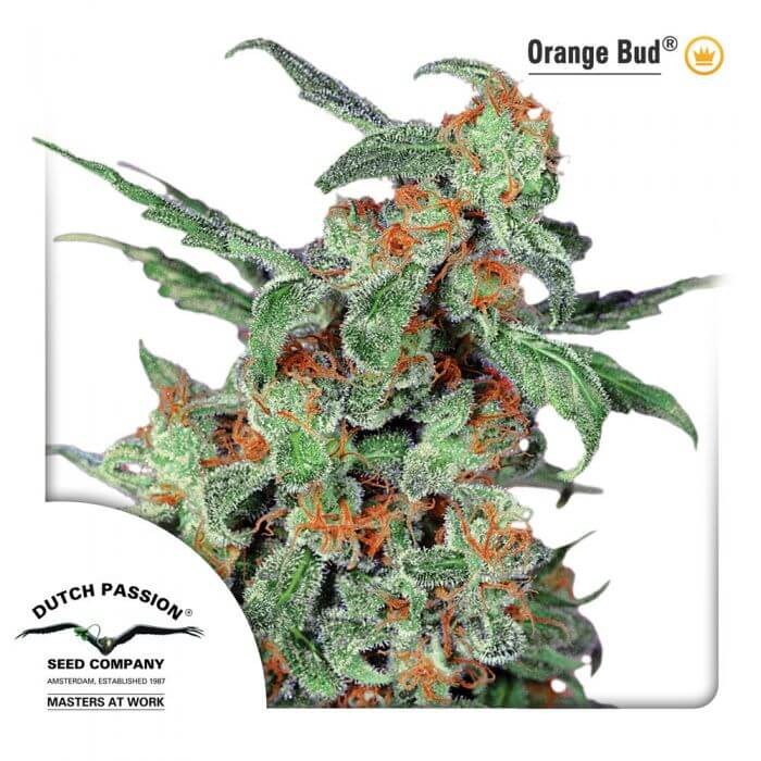 Orange Bud Regular by Dutch Passion