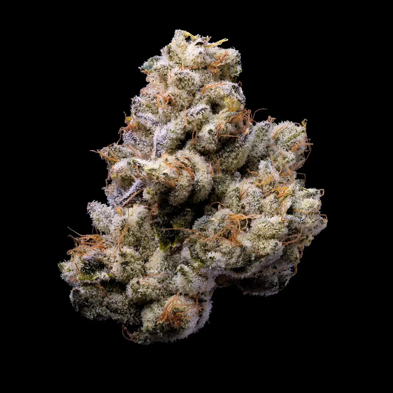Orange Cake - Lemonnade Seeds Feminized by Cookies Seed Bank