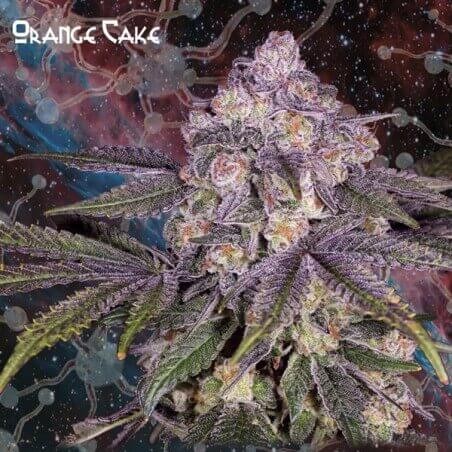 Orange Cake Feminized by Nemeseeds