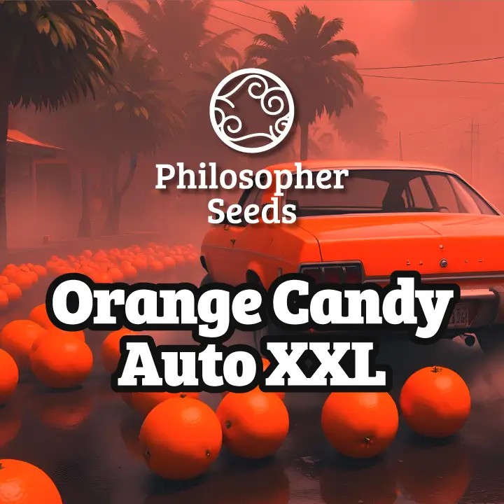 Orange Candy Auto XXL Autoflower by Philosopher Seeds