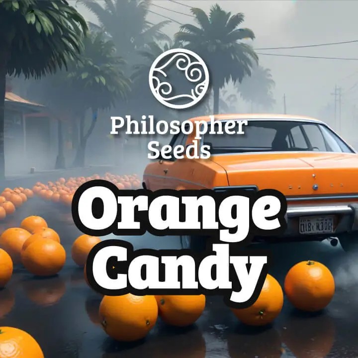 Orange Candy Feminized by Philosopher Seeds