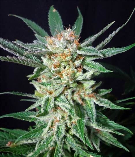 Orange Cinnamon Swirl Feminized by G13 Labs
