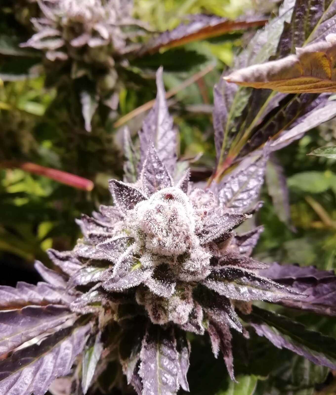 Orange Groovye BX Feminized by The Grateful Seeds