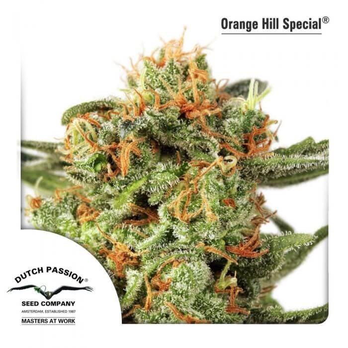 Orange Hill Special Feminized by Dutch Passion