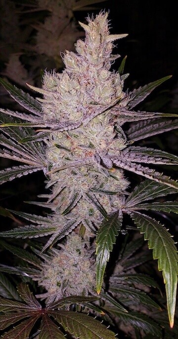 Orange Kush Cake R1 Feminized by Ethos Genetics