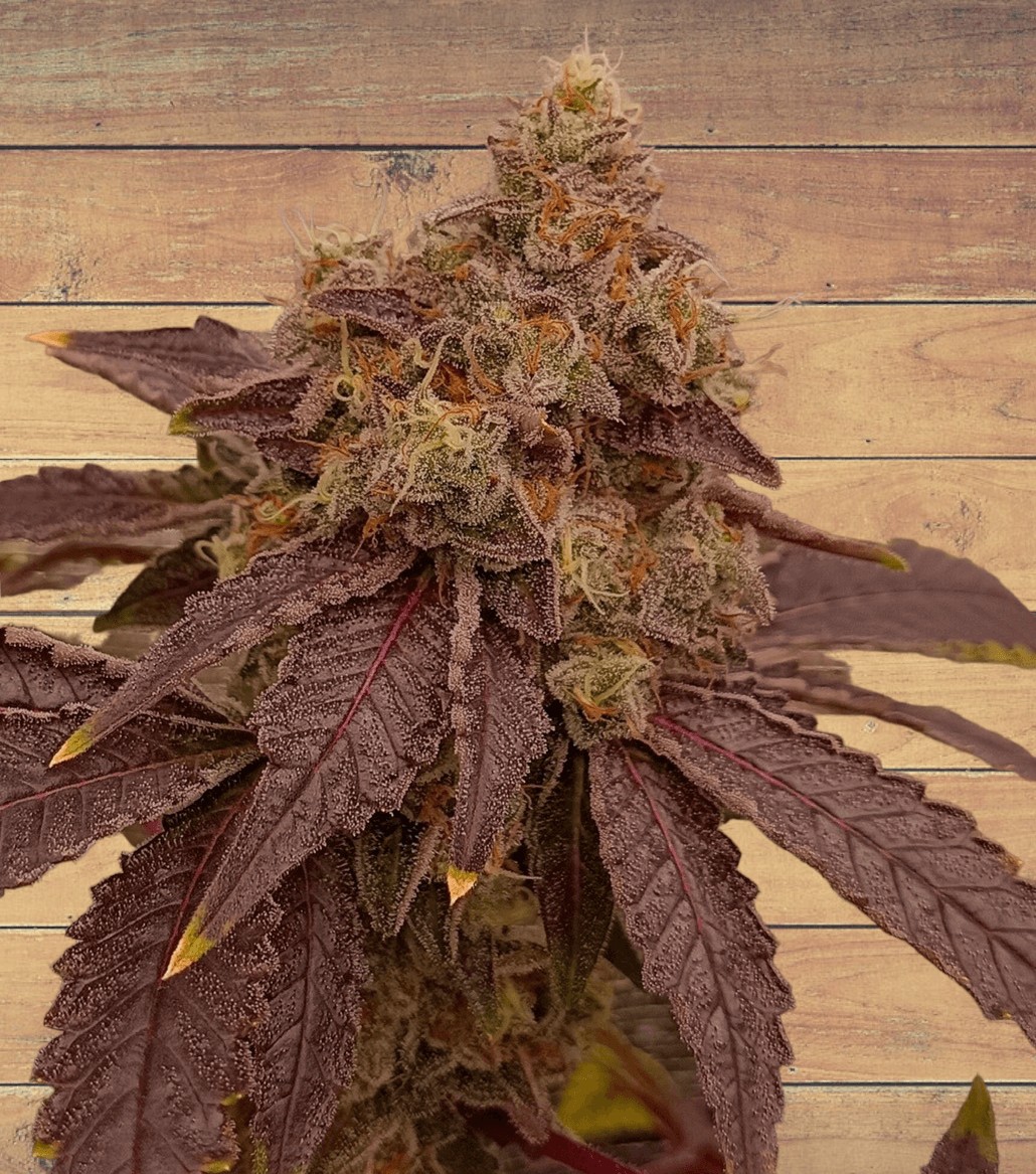 Orange Mac x Purple Punch Feminized by Tramuntana Seeds