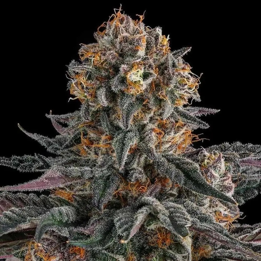 Orange Moon Feminized by Compound Genetics