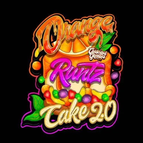 Orange Runtz Cake 2.0 Feminized by Conscious Genetics