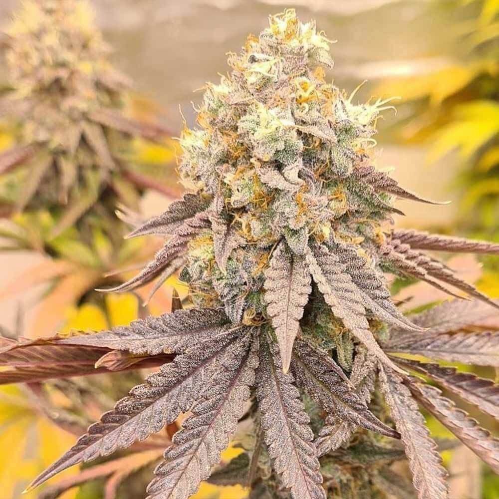 Orange Runtz Cake Feminized by Conscious Genetics