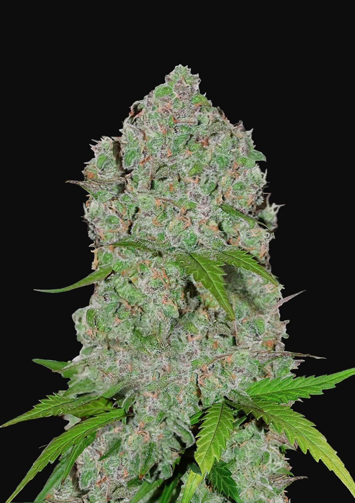 Orange Sherbert Auto Autoflower by Fast Buds