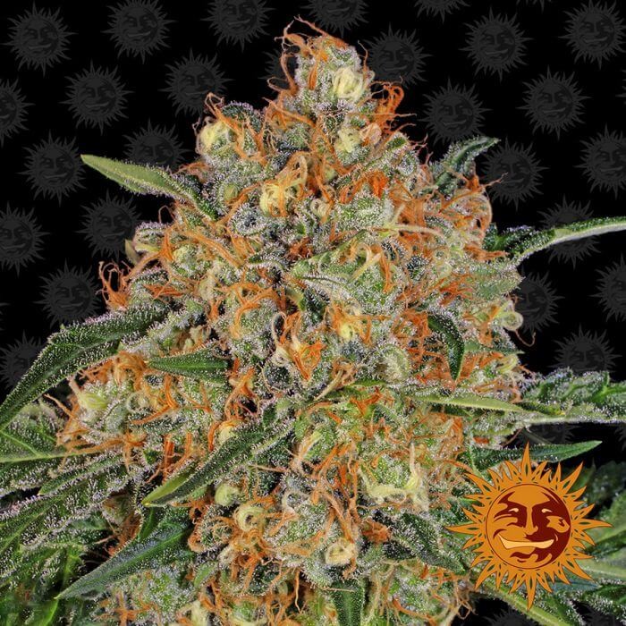 Orange Sherbert Feminized by Barneys Farm