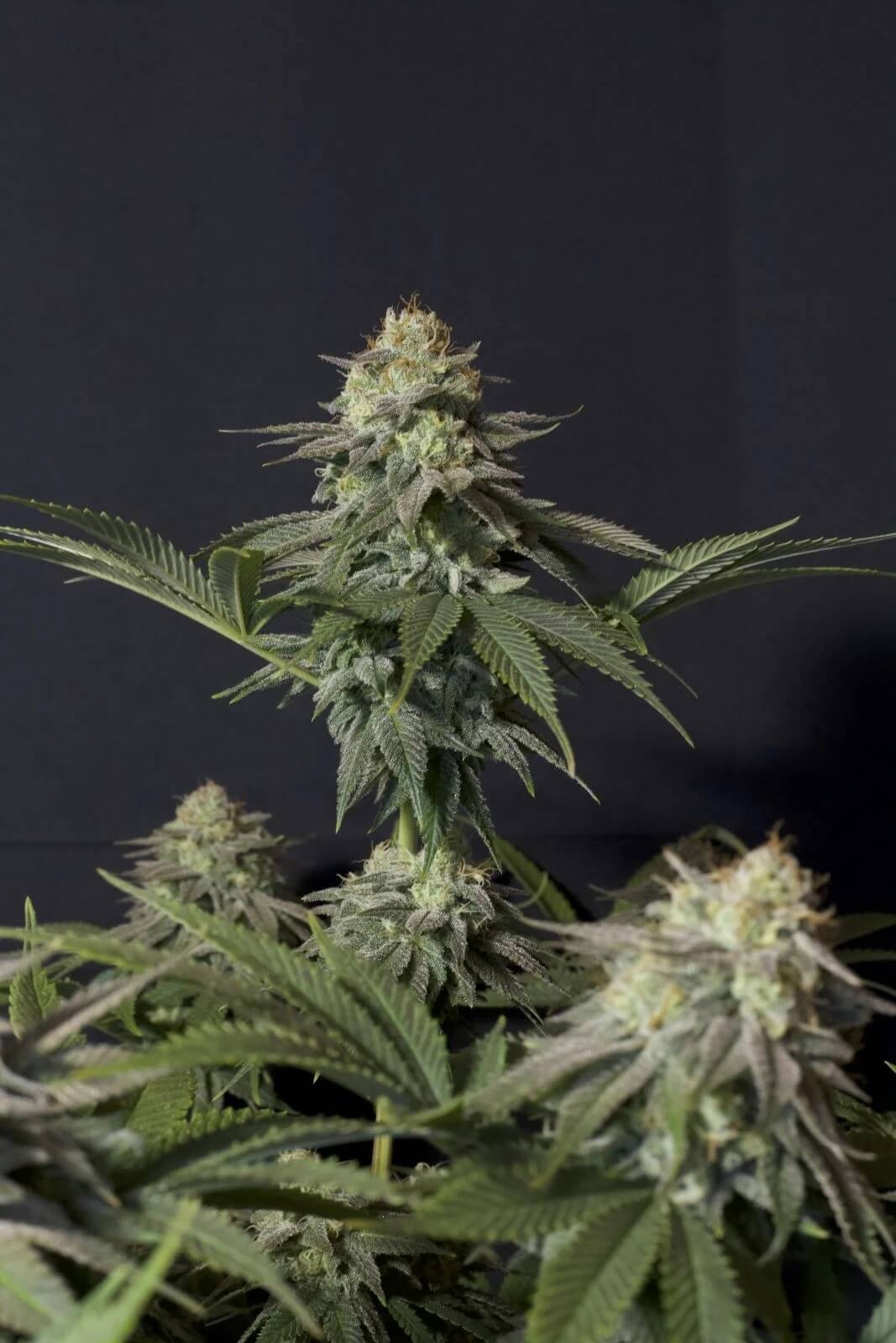 Orange Sherbet FF Feminized by Fast Buds