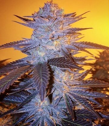 Orange Velvet Underground Rbx Feminized by Ethos Genetics