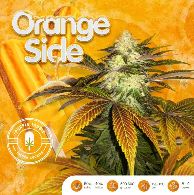 Orangesicle Feminized by T.H. Seeds