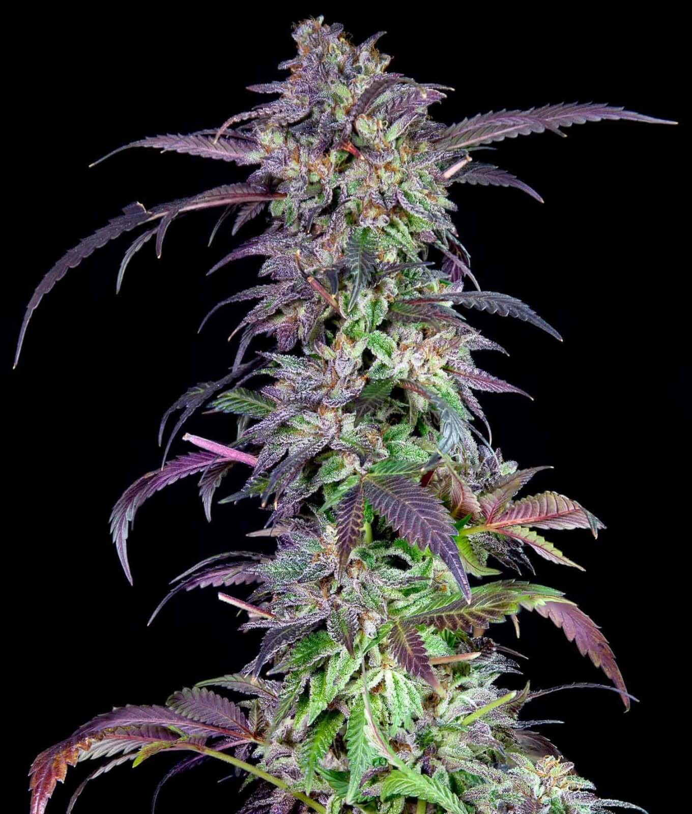 Orangina Feminized by The Grateful Seeds