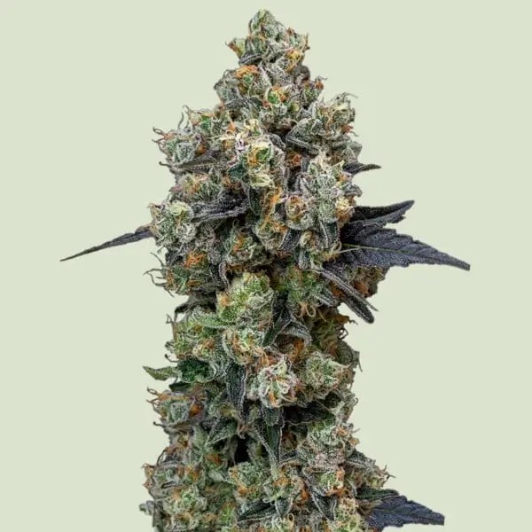 Orbital Banana F1 Feminized by Royal Queen Seeds