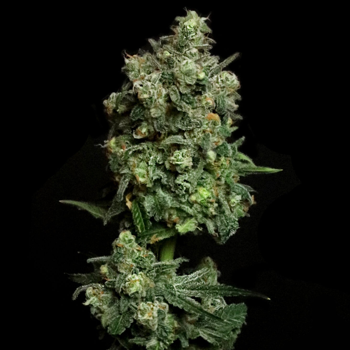 Oregon Apple Trail Feminized by Elev8 Seeds
