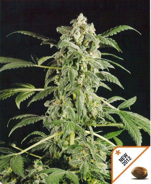 Original Amnesia Auto Autoflower by Dinafem