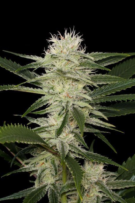 Original Amnesia Feminized by Dinafem