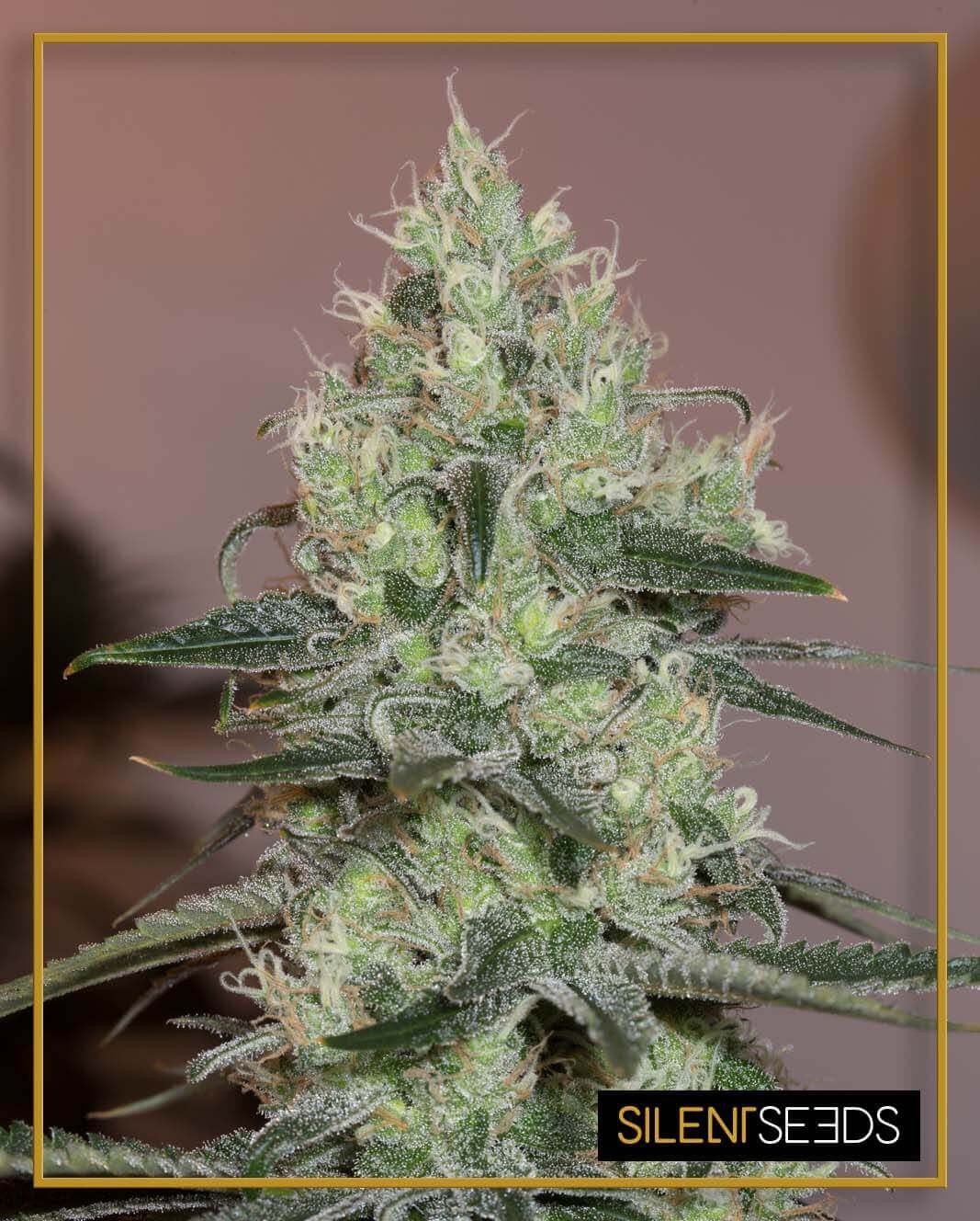 Original Amnesia Feminized by Silent Seeds