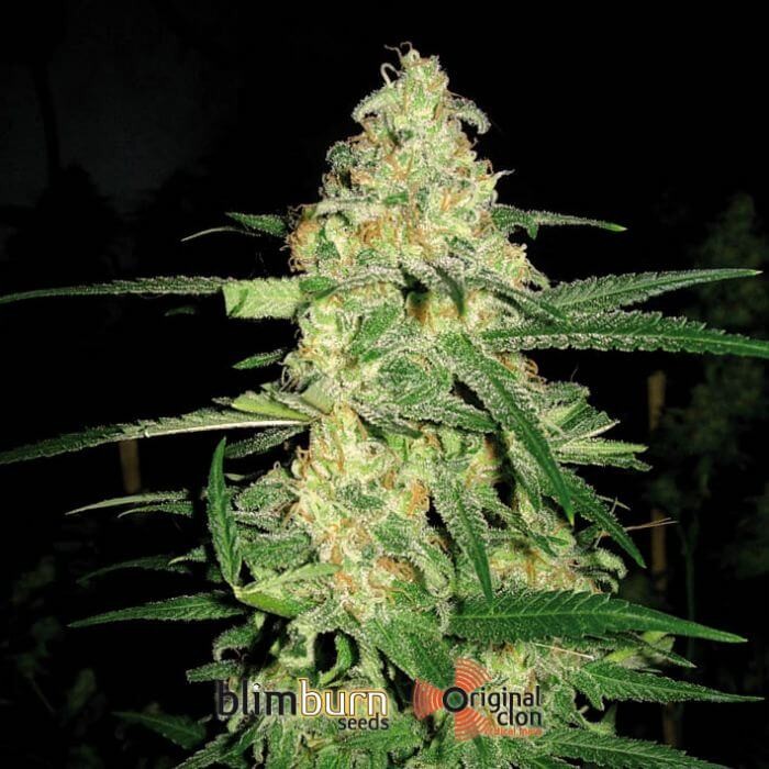 Original Clon Feminized by Blimburn Seeds