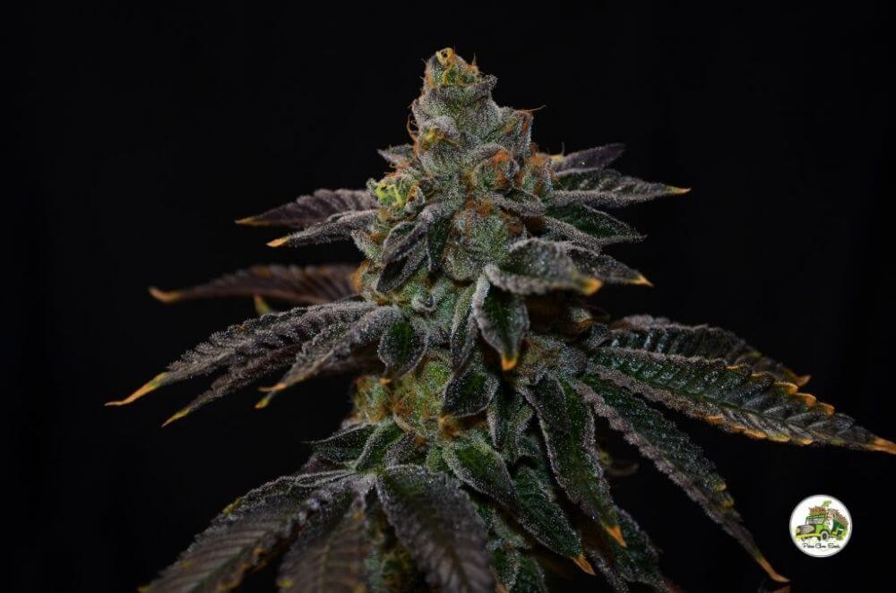 Original Cookies Feminized by Paisa Seeds