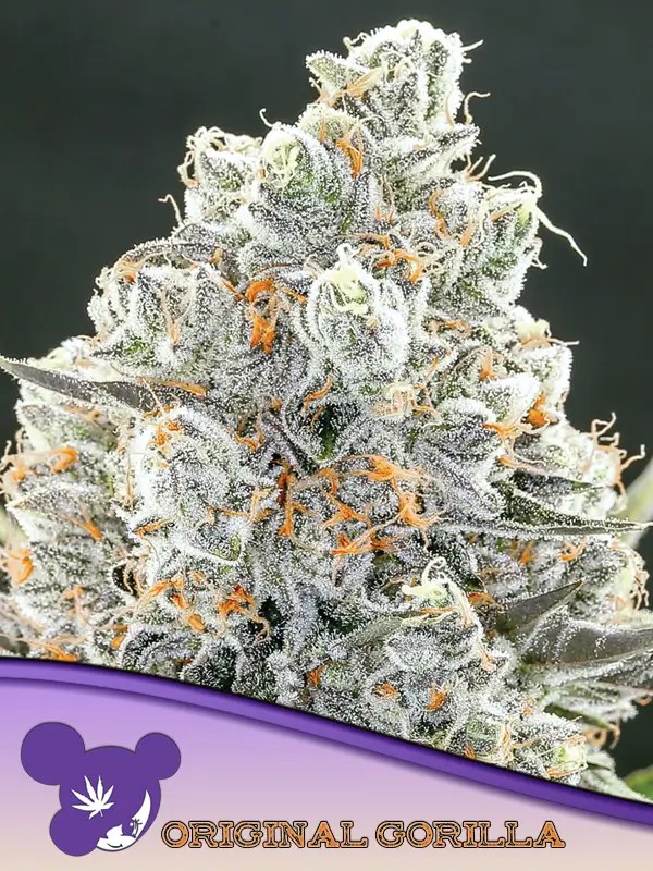 Original Gorilla #4 Feminized by Anesia Seeds