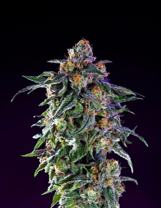 Original Grand Daddy Purple Regular by Grand Daddy Purple Seeds