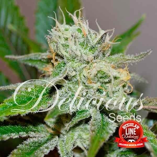 Original Juan Herer Regular by Delicious Seeds