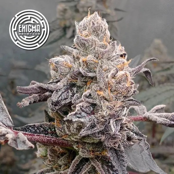 Original Sunset Sherbert Feminized by Enigma Genetics