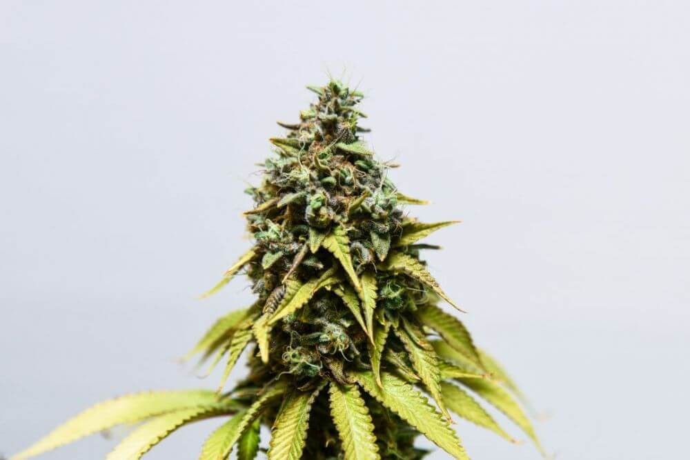 Original Tangie Feminized by Paisa Seeds
