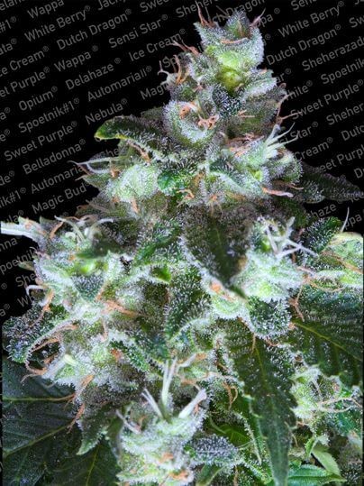 Original White Widow Feminized by Paradise Seeds