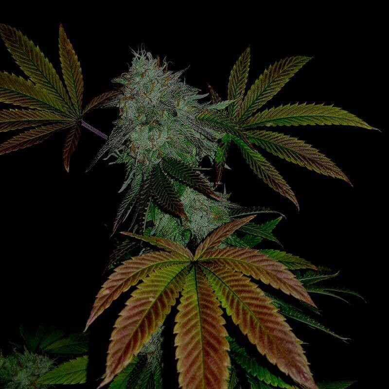 Original Zkittlez Feminized by Paisa Seeds