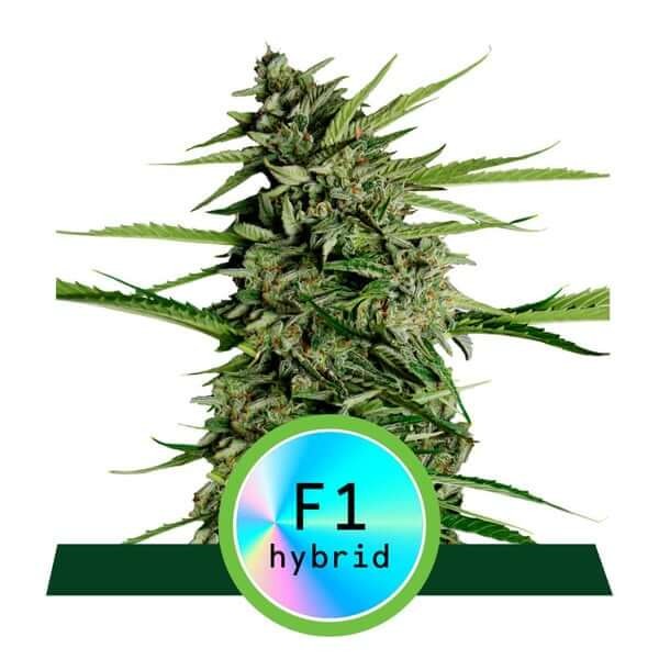 Orion F1 Auto Autoflower by Royal Queen Seeds