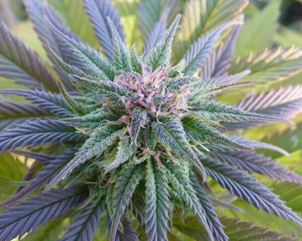 Ortega Regular by Mr Nice