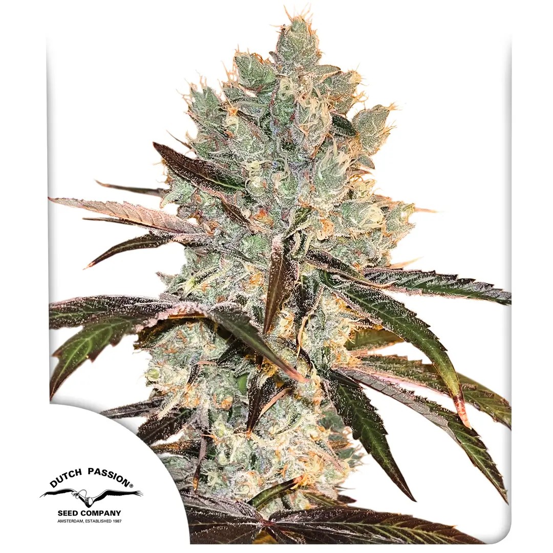 Orz OG Limited Edition Feminized by Dutch Passion