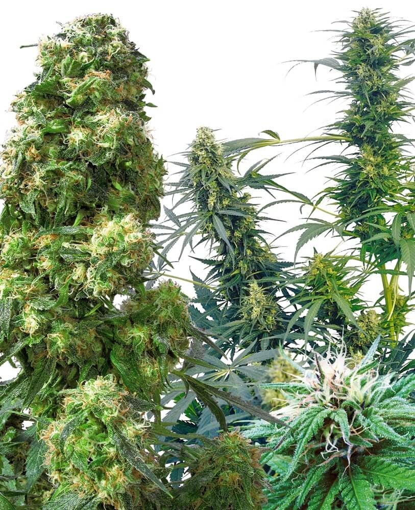 Outdoor MIX Regular by Sensi Seeds