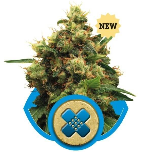 PainKiller XL Feminized by Royal Queen Seeds