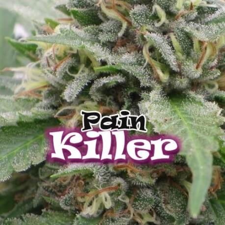 Painkiller Feminized by Dr. Underground Seeds