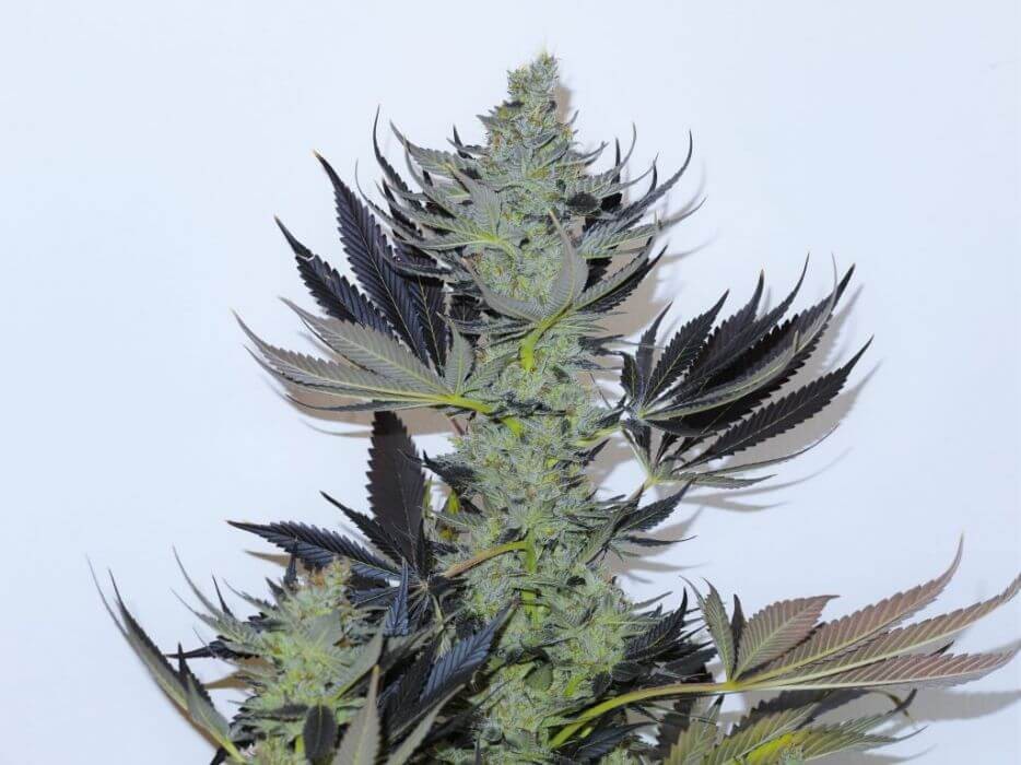 Paisa CBD Feminized by Paisa Seeds