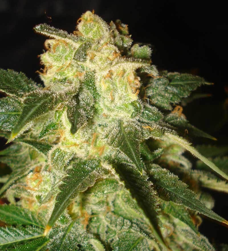 Pakistan Ryder Autoflower by World of Seeds